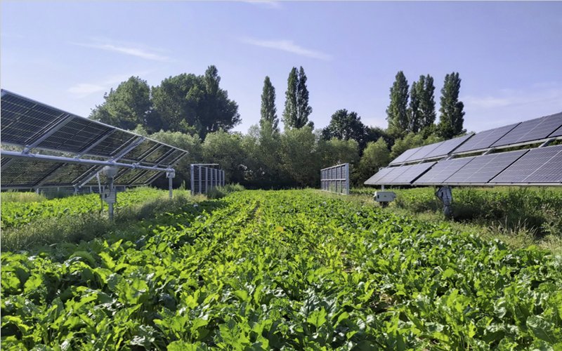 Soluciones Agrivoltaicas